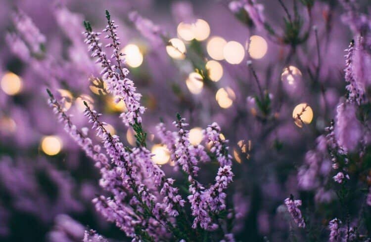 Historical Uses Of Lavender In Herbal Remedies