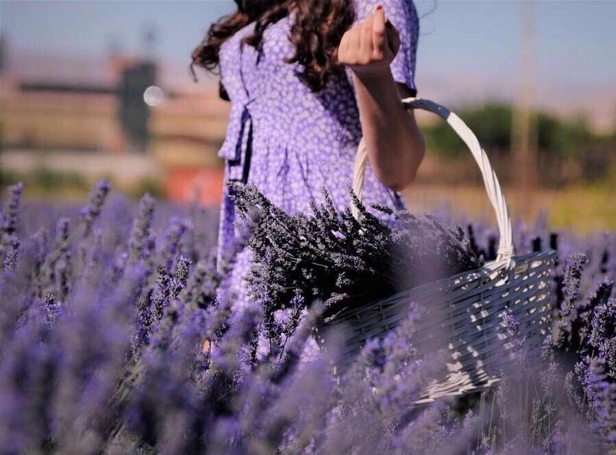 Historical Uses Of Lavender In Herbal Remedies