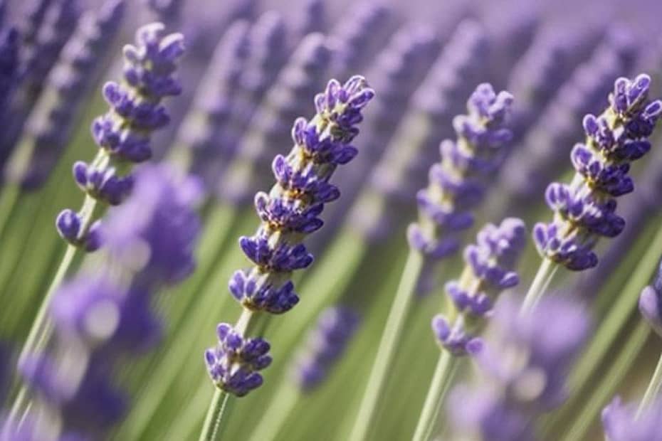 What's the history behind lavender? Its use and medicinal applications. Its ulturql significance and culinary properties