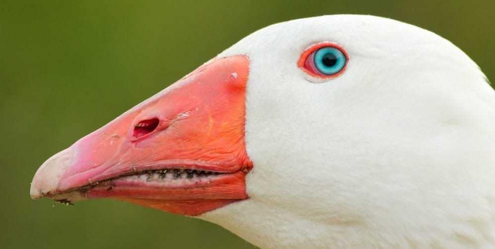 Wit is in the eye Wit is in the eye of the beholder. Reflection of inner beauty and outern forms and colors. Soul and conscience are within.