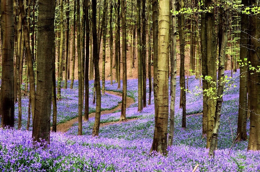 The bluebells of Hallerbos. A splendor! A yearly attraction for visitors and tourists.