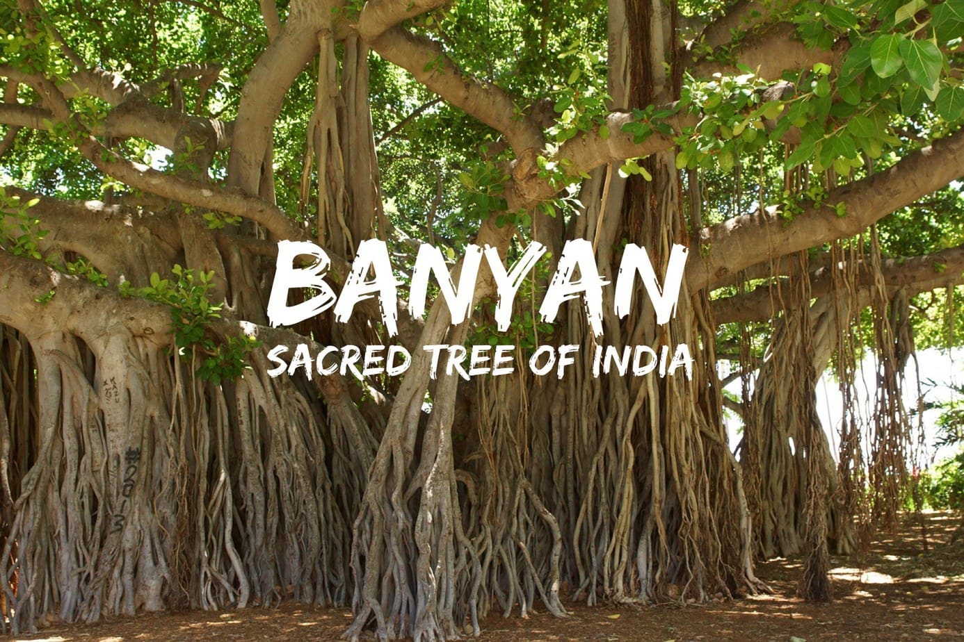 The Banyan tree. A place of dialogue, gathering, enlightment. Wisdom of the speaking Banyan Tree.