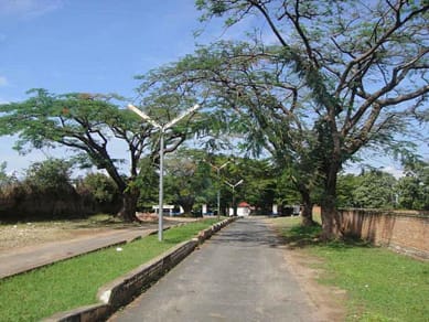 The contemplation of the tree African flamboyant trees