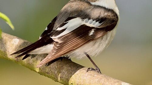 Trees That Attract Birds To Your Yard