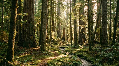 How Trees Improve Mental Well-being How Trees Improve Mental Well-being