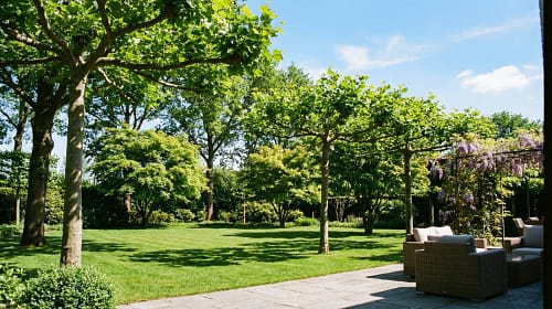 How To Prune Your Trees Properly How To Prune Your Trees Properly