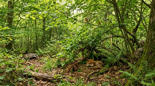 Create Shelter For Animals With Trees Create Shelter For Animals With Trees