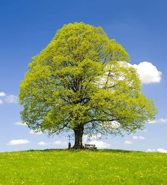 Sos trees