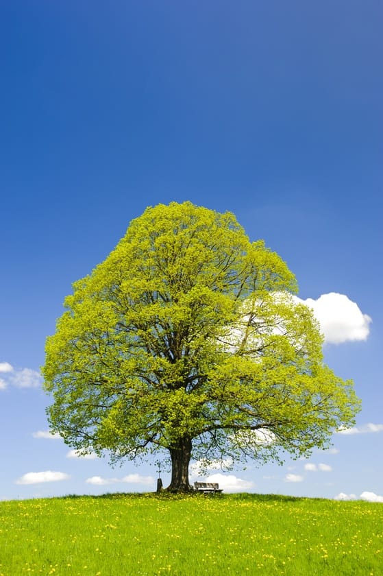 Linda, sacred tree of the celts, once the pride of european tribes and populations for its healing powers, herbal tea and fragrance. Sos trees indeed!