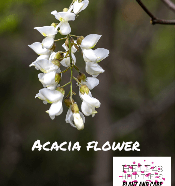 The acacia tree - sacred wood