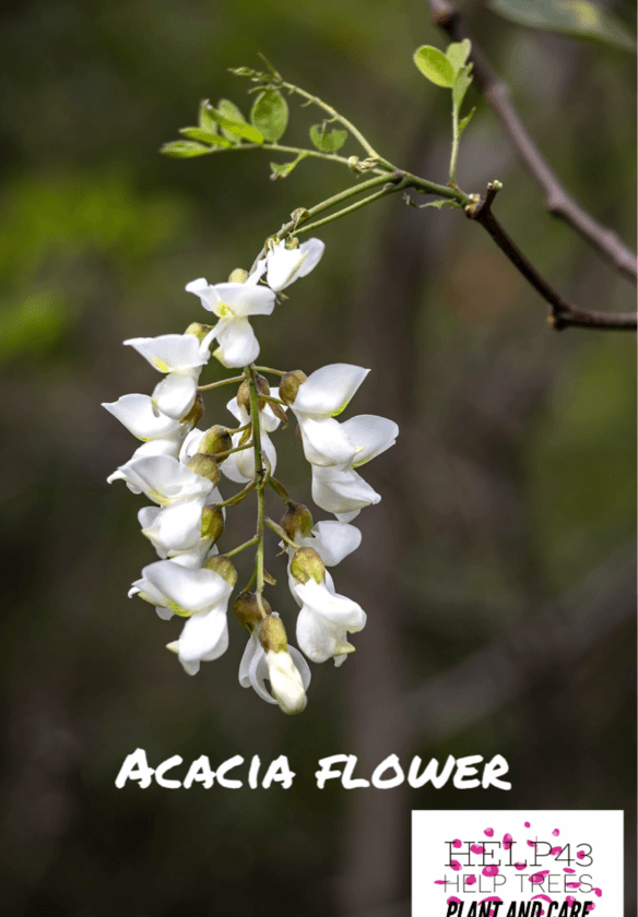 The acacia tree - sacred wood with precious and delighful eatable flowers. A unique fragrance that can not be captured