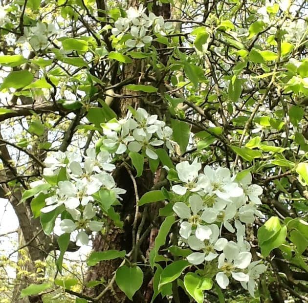 A tree in the forest. Benefits, keywords, points of action. A stoyr .A road in the forest and the beauty of its trees 