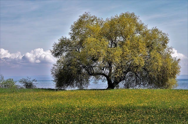Plant and grow a tree