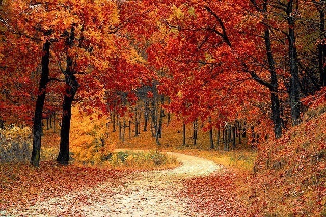 Week of the forest, dedicated to all forests in the world. Their preservation, protection and often also a national pride