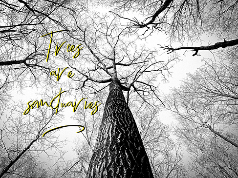 Trees are sanctuaries
