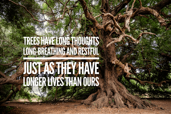 Trees have long lifes