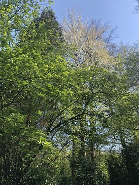 A tree in the forest. Spring, a seasonal feast where all comes to life again for the joy of all.