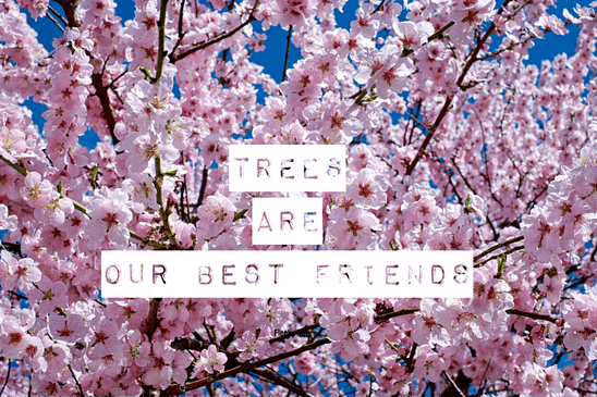 Quotes about trees Trees are our best friends
