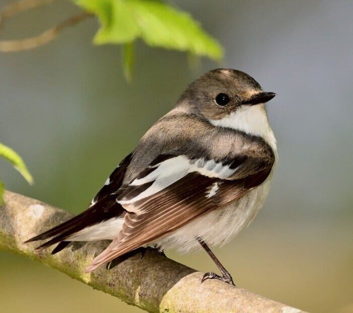 Trees That Attract Birds To Your Yard