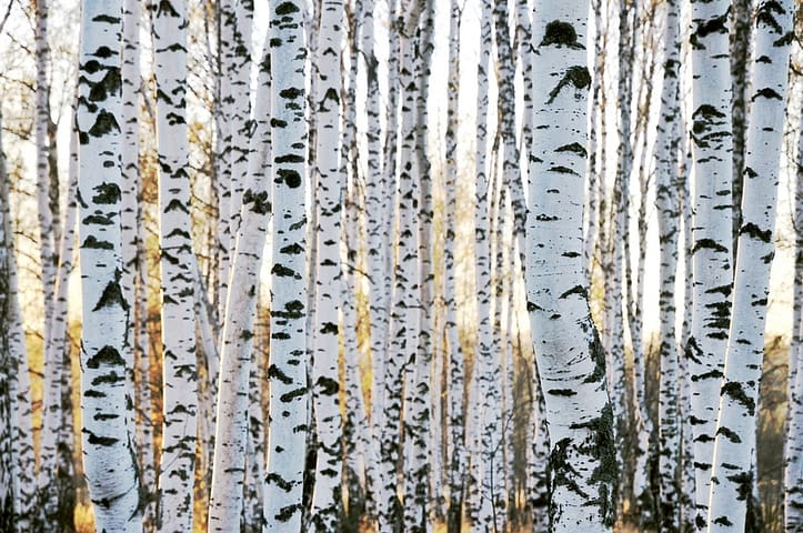Birch tree – the colorfast bark. The beauty of its endless forests in Eastern Europe reflecting light and lightness. 