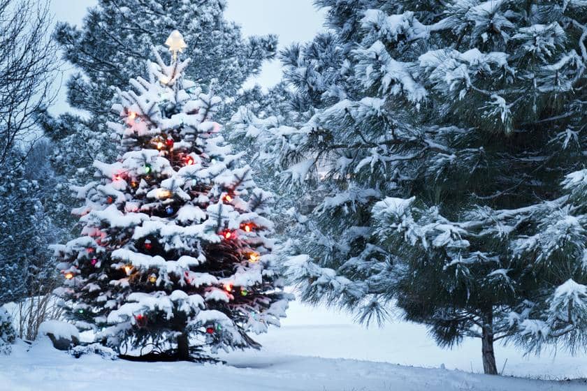 The Christmas tree