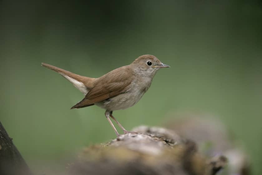 Like the sound of the nightingale.