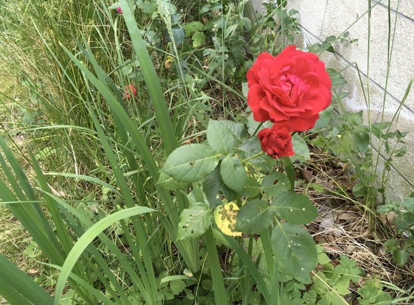 I promised you a rose garden