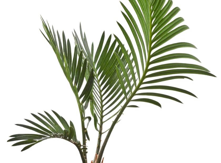 The palm of eternity ...