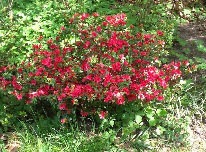 Genus of azalea