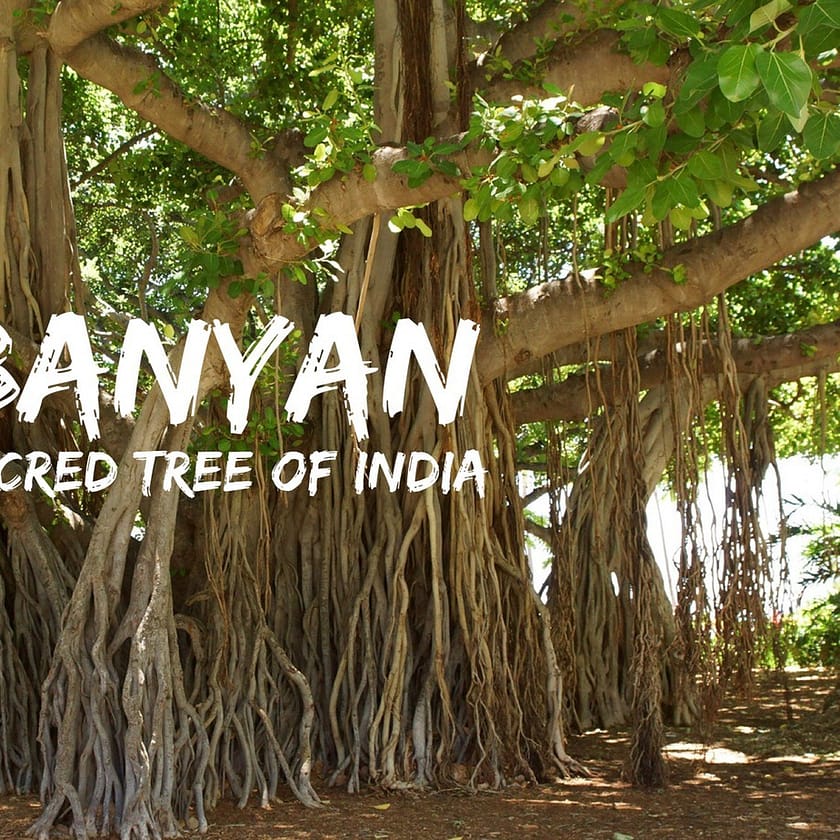 The Banyan tree. A place of dialogue, gathering, enlightment. Wisdom of the speaking Banyan Tree.