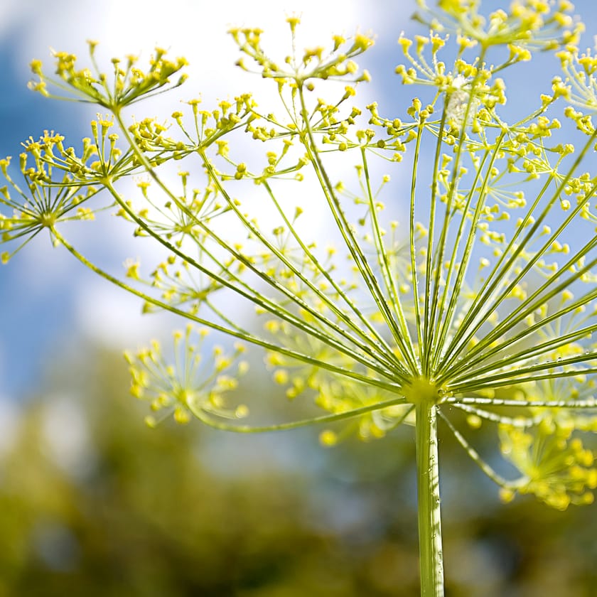 A place full of fennels. Another name for marathon. Ancient plants with their own meaning