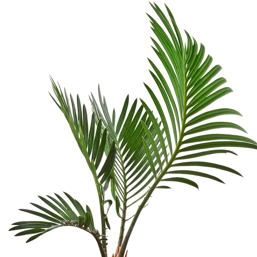 The palm of eternity... known and growing all over the world. Evergreens never fading. The crown of victory!