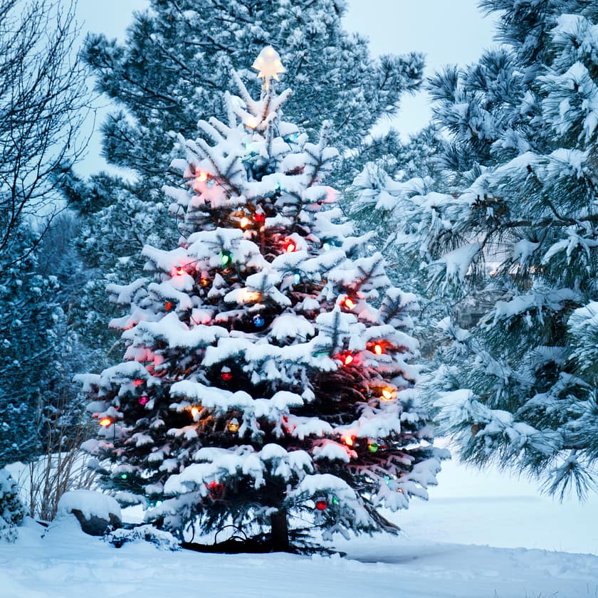 The christmas tree. Over the years by planting them, you will grow a forest!