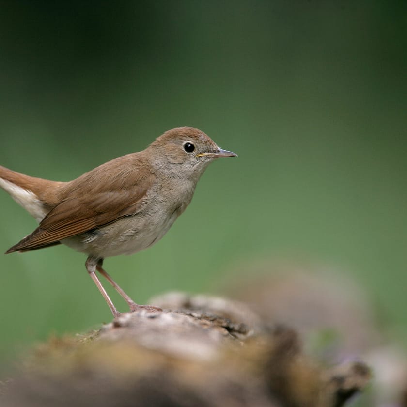 Like the sound of the nightingale… a beautiful song rising in the mids of dark nights