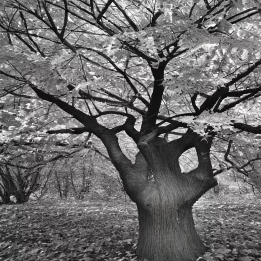 The Generosity of the Maple Tree, story, botanical description, leaves, flowers, fruit, bark, syrup, Bourbon Sour, ecological importance