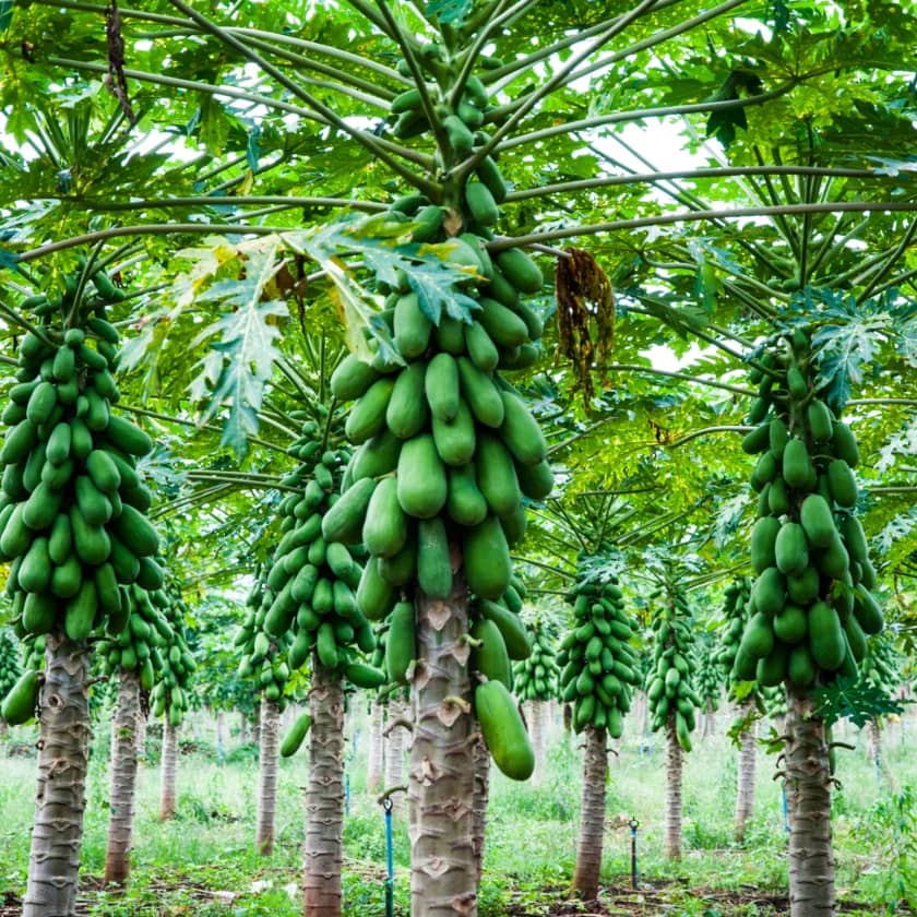 Papaya tree blessings, a story. Botanical , growing tips, key facts about fruit and seeds.