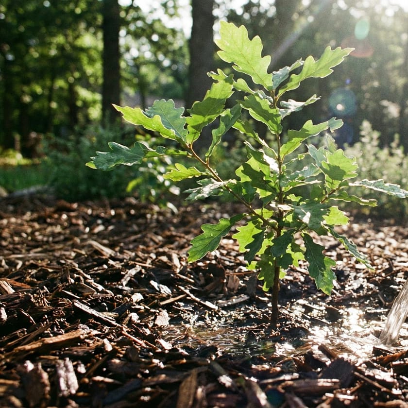 How To Water Young Trees For Optimal Growth How To Water Young Trees For Optimal Growth