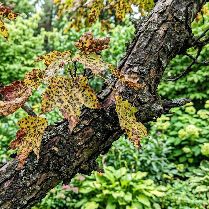 Understand Tree Diseases And How To Treat Them Understand Tree Diseases And How To Treat Them