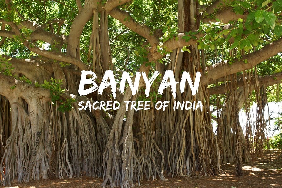 The Banyan tree. A place of dialogue, gathering, enlightment. Wisdom of the speaking Banyan Tree.