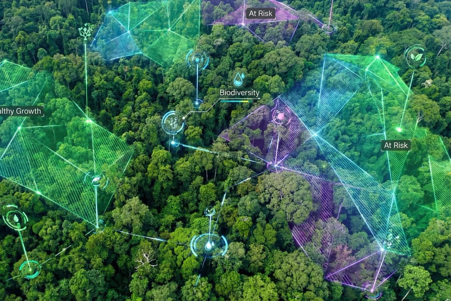 Innovative AI Solutions For Tree Conservation