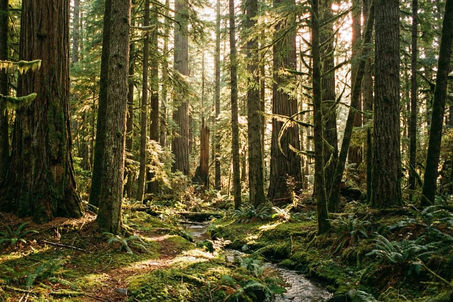 How Trees Improve Mental Well-being