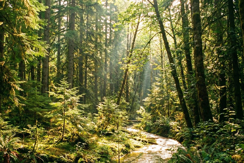 How To Reduce Your Carbon Footprint With Trees