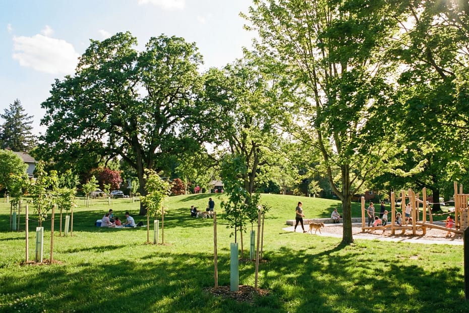 How To Start A Community Tree Planting Program