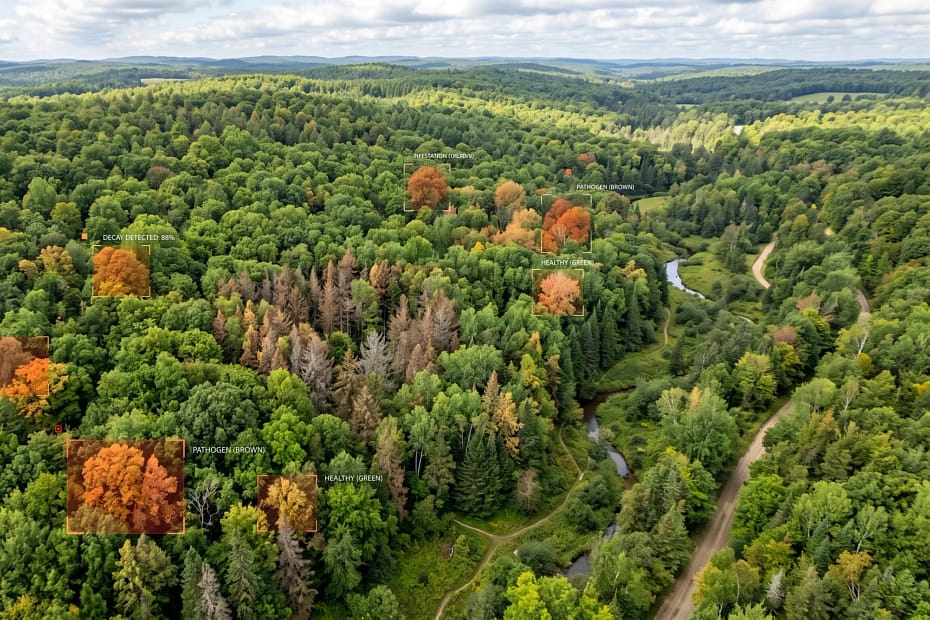 Can AI Help In Identifying Tree Diseases