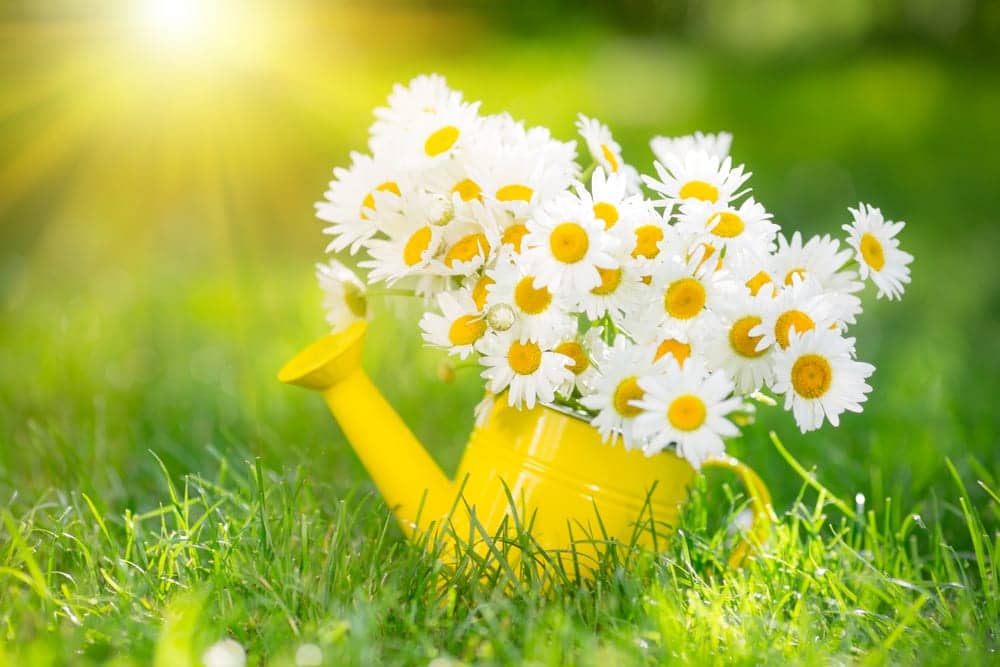 je tuin voorbereiden op de lente: opruimen, grond klaarmaken, verwijder dode struiken en planten, plant bloemen voor het  voorjaar, water, mulch, vogelhuisjes en een zithoek.