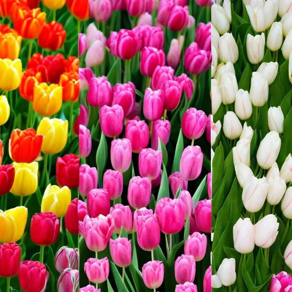 welke zijn de oudste tulpensoorten en referenties. bekendste kwekerijen en referenties. beste seizoen om tulpen te planten