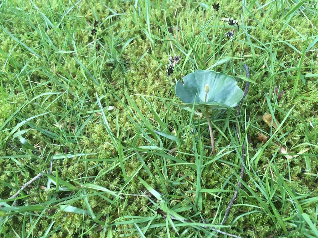 een rode beuk planten