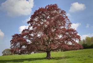 een rode beuk planten