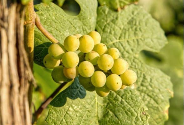 online wijn kopen online wijn kopen