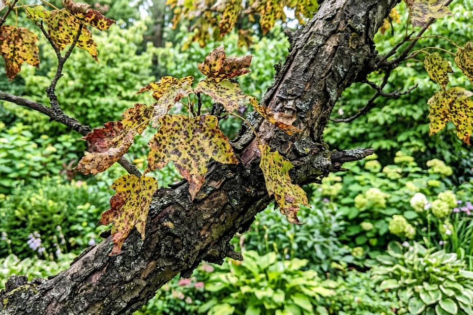 Understand Tree Diseases And How To Treat Them